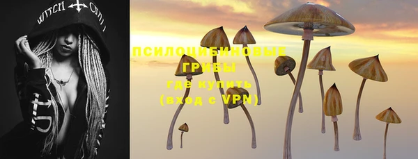 прущие грибы Верея
